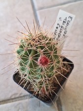 Echinocereus Triglochidiatus