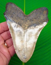 DENTE DI SQUALO MEGALODONTE