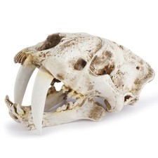 Teschio animale 12,6" tassidermia tigre dai denti a sciabola modello espositore resina artigianato