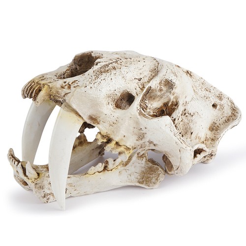Teschio animale - , 12,6"