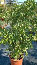 Pianta Di Ficus Beniamino In