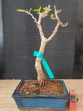 Bonsai gelso cm visita - 43,