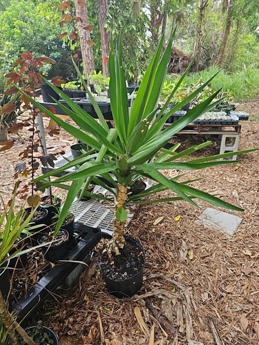 Yucca elephantipes soft tip - xl,