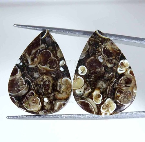 30cts turritella naturale - 29.30cts,