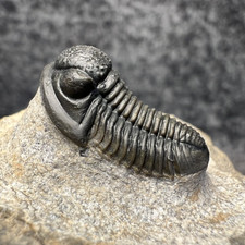Gerastos sp. Fossile di