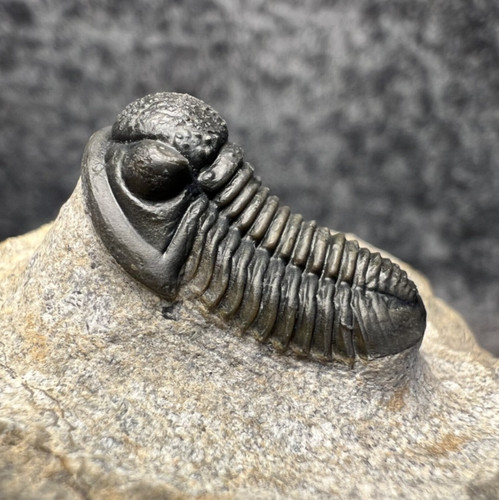 Gerastos trilobite fossil - sp.,