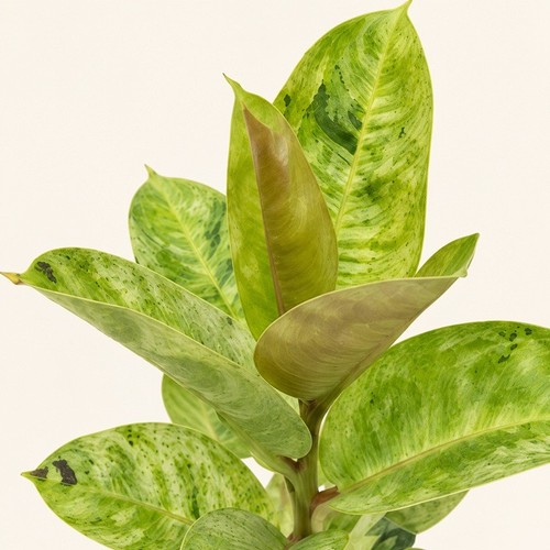 Pianta ficus shivereana - pianta,