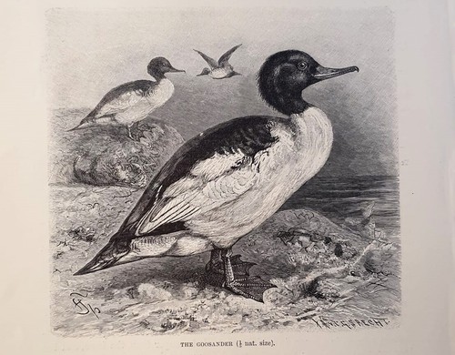 1894 anatra smergo uccelli - anatra,