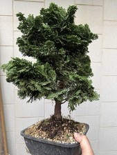 Cipresso hinoki bonsai - cipresso,