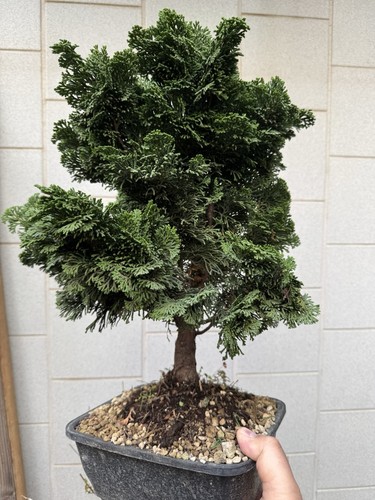Cipresso hinoki bonsai - cipresso,