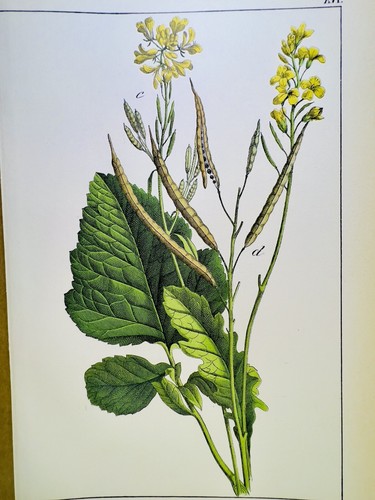 Antico poster fiori natura - poster,