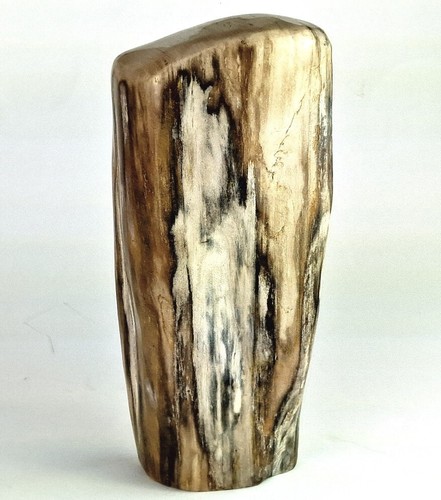 Legno pietrificato fossili - pietrificato,