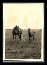 Foto, WW2, Funker Berndt