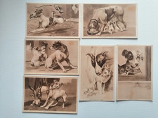 NORFINI ILLUSTRATORE - LOTTO 6  CARTOLINE - CANI , GATTI , ASINO , MOSCA  - VEDI