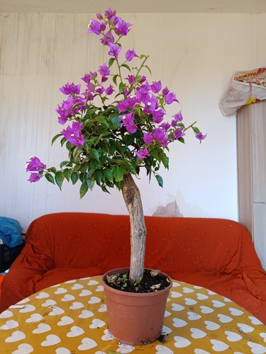 Bouganvillea bonsai vaso - bouganvillea, 20