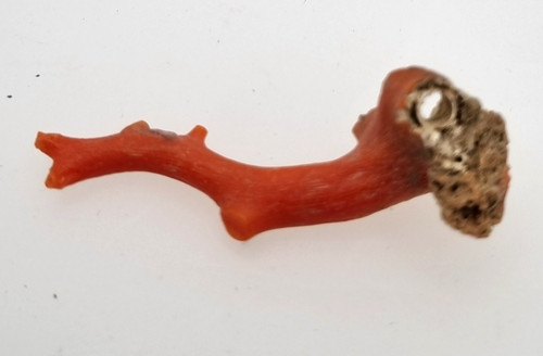 Corallo rosso naturale grezzo - corallo,