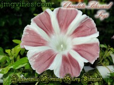 Cioccolato Blizzard Fuji Japanese Morning Glory 6 quantità