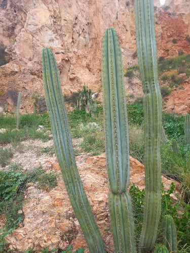 Peruvian torch cm - torch, 50