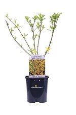 Pianta di Forsizia Forsythia
