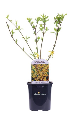Pianta forsizia forsythia - pianta, di