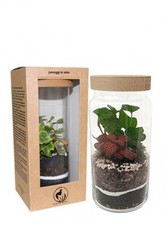  Terrarium in Vetro Soffiato a