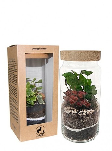 Terrarium vetro soffiato - vetro,