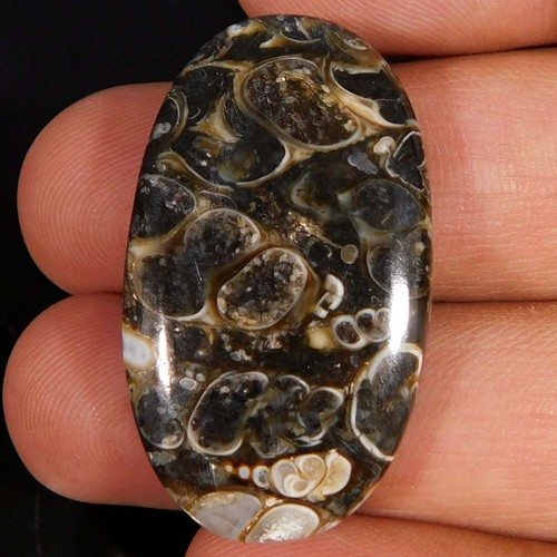 Cabochon ovale fossile - , di