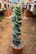 CEREUS FORBESII SPIRALIS -