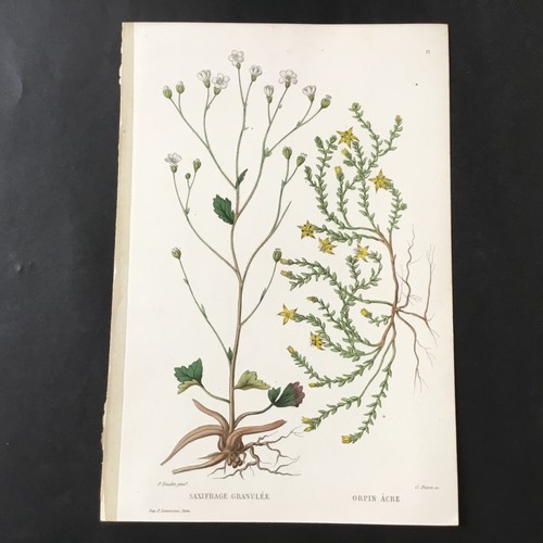 Xix incisione botanica - xix,