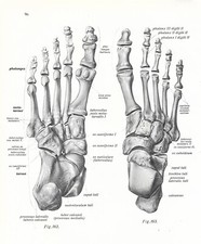 Stampa antica ANATOMIA OSSA