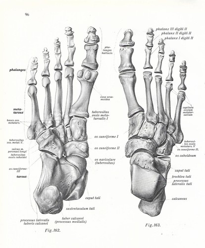 Stampa antica anatomia ossa - antica,