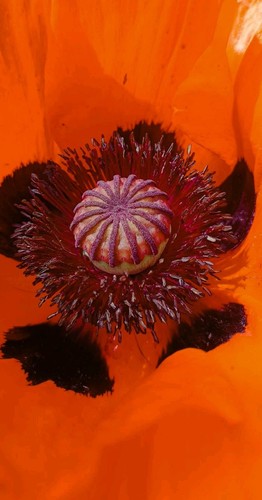 Papaver orientale scarlet - papaver, 'scarlet
