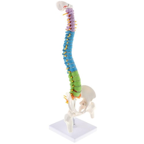 Modello anatomico colonna - modello, di