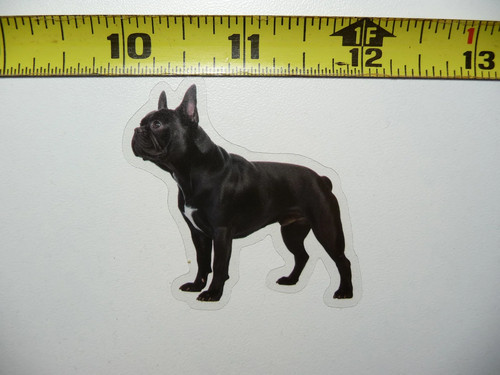 Bulldog francese cane piccolo - bulldog,