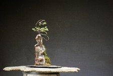 Bonsai di Prunus mahaleb