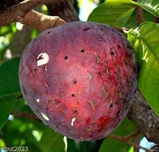Annona reticulata dolcificio - reticulata,,