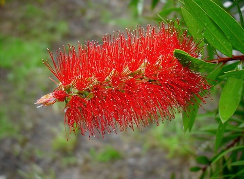 100 semillas callistemon - 100,