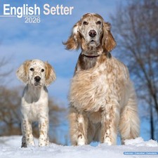 Calendario Setter Inglese 2026