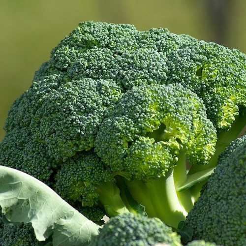Cavolo broccolo calabrese - cavolo,