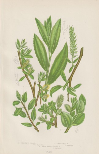 1905 pascoli diversi tipi - pascoli,