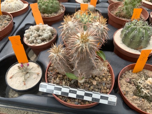 162 pachypodium densiflorum - 162,