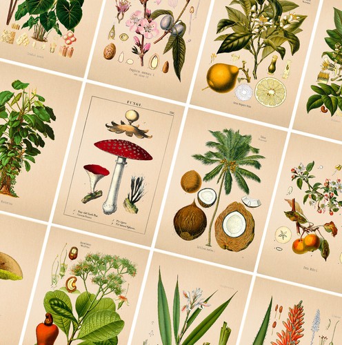 Poster botanici vintage stampe - poster,