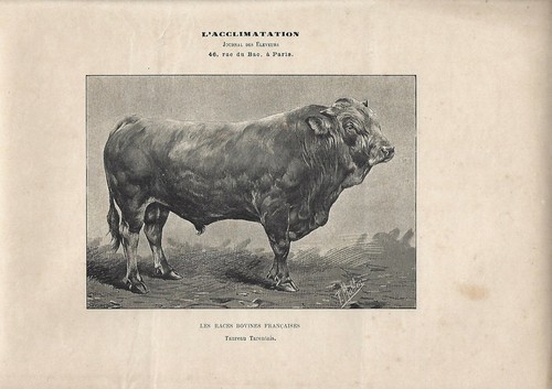Stampa antica toro razza - antica,