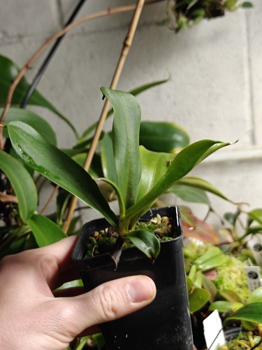 Nepenthes flava clone - flava,