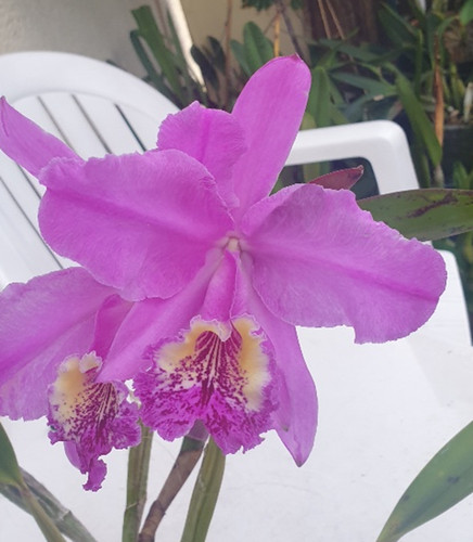 Cattleya lueddemanniana var