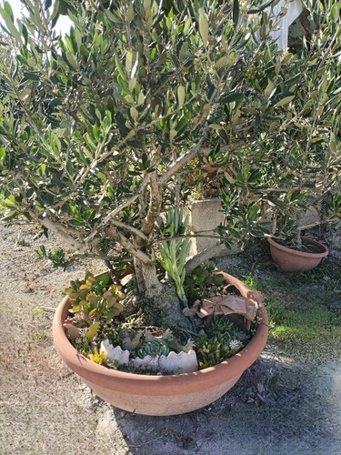 Pianta ulivo bonsai - pianta, di