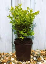Bosso "Buxus Microphylla