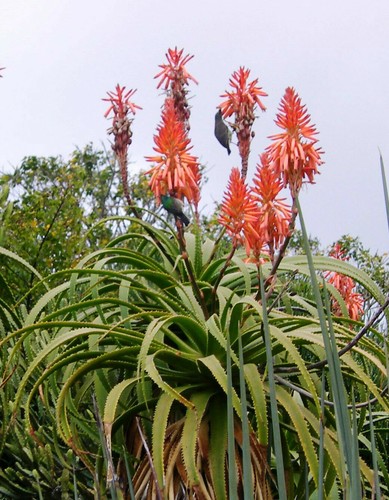 Aloe pluridens beautiful - pluridens,,