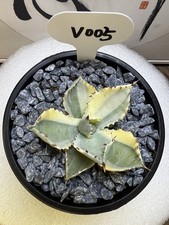 1pcs 7cm Cactus Pianta