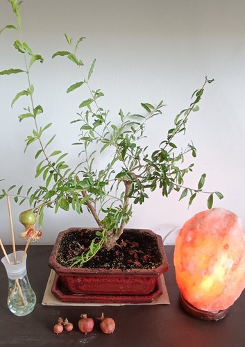 Bonsai melograno anni - melograno,